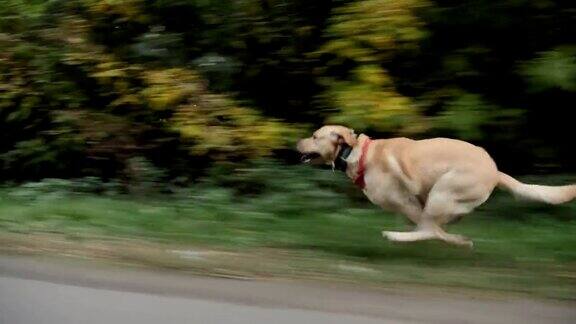 狗沿着路边高速奔跑