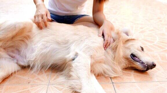 年轻女子与金毛猎犬玩耍