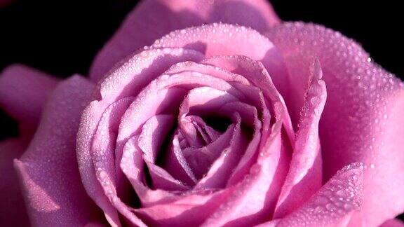 露珠上的粉红玫瑰