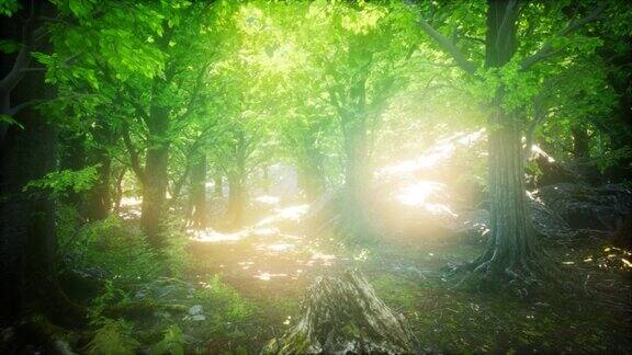 晨雾缭绕的春天森林阳光灿烂
