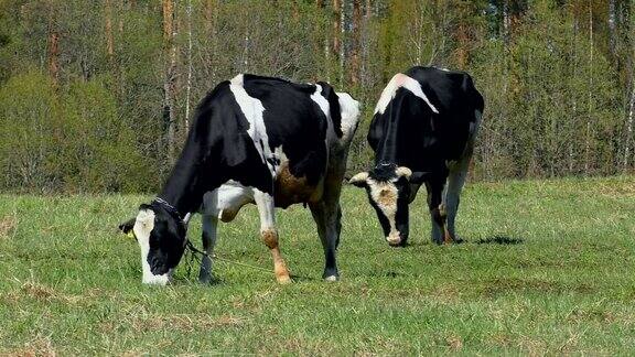 黑色带白色斑点的母牛在田野上吃草