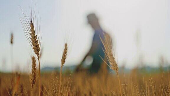 一穗金黄色的小麦和一个农民在田野里行走