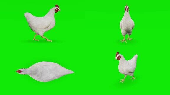 绿幕上行走的小鸡动物野生动物游戏回到学校3d动画短视频电影卡通有机色度键人物动画设计元素主题集