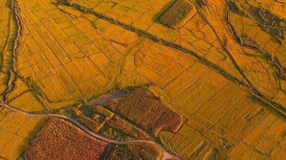 鸟瞰图的水稻谷物种植区