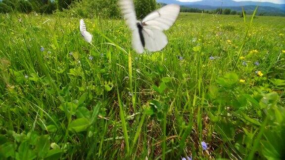 蝴蝶在草地上飞舞