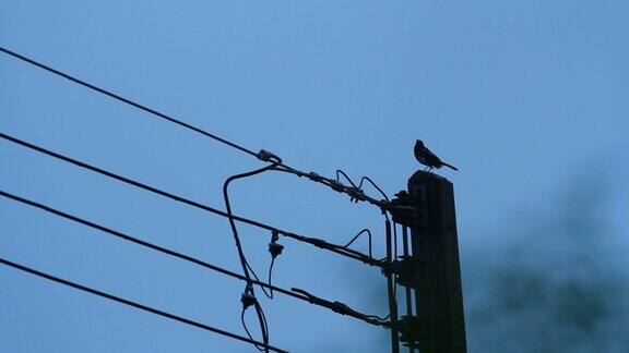 雨后电线上的鸟儿蓝天背景