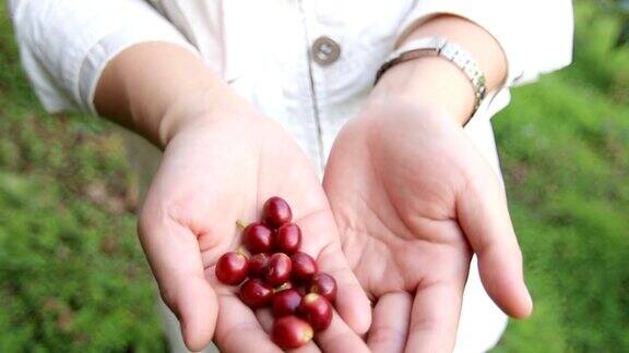 农民们正在收集农场里的咖啡豆