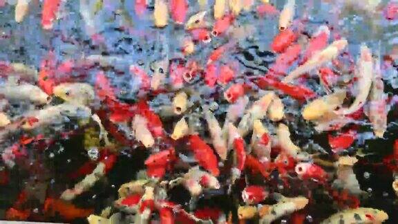 鲤鱼锦鲤鱼视频片段一群锦鲤在游动