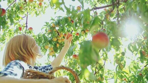 女人在果园里采摘新鲜成熟的桃子慢镜头