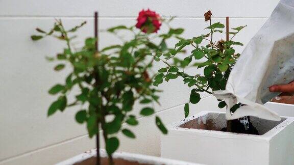 女性的双手在花盆里浇土种植玫瑰
