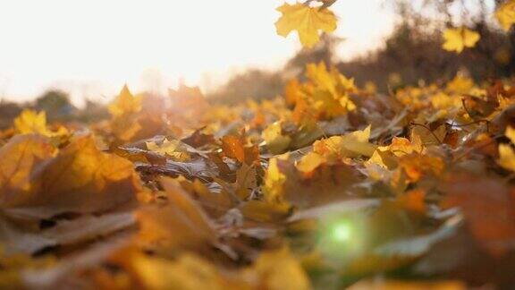 细看黄叶缓缓飘落地上覆盖着干枯鲜艳的树叶明亮的晚霞照亮了落叶五彩缤纷的秋季慢镜头摄影