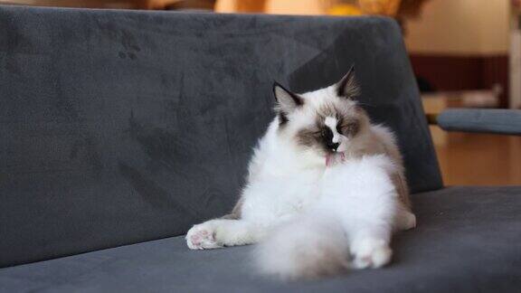 布偶猫在沙发上舔毛