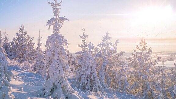 日出时美丽的冬季风景雪中的云杉树枝小雪从山顶望去