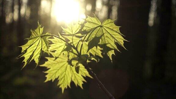 日落时一棵枫树的嫩叶被太阳照亮了