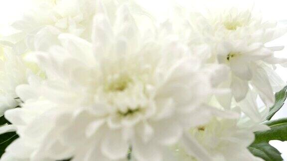 美丽的花束白色菊花在白色的背景视频模糊不清