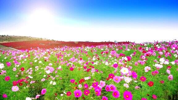 日本日立海滨公园的花和高隔山