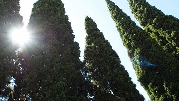 阳光下美丽高大的柏树生长在公园里