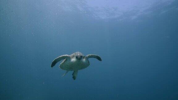  澳大利亚绿海龟在海洋里游泳特写
