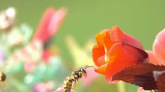 蜜蜂黄蜂在彩色花朵上