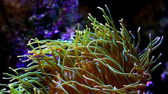 长触须海葵-水下海洋生物背景