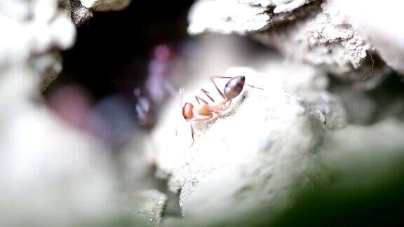 蚂蚁在它们的土壤结构前面
