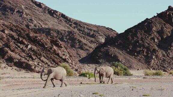 在纳米比亚纳米布沙漠霍阿尼布山谷行走的两只沙漠大象的4K视图