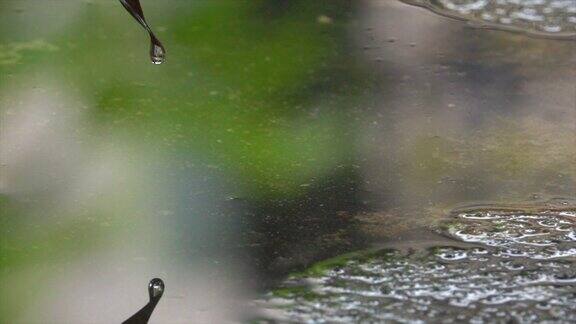 树叶上的雨滴与绿树反射的慢镜头