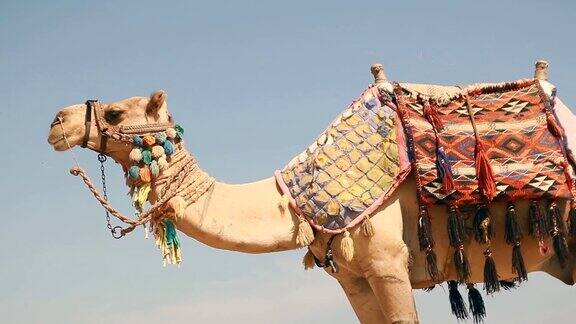 埃及赫尔加达海滩上的一只大骆驼