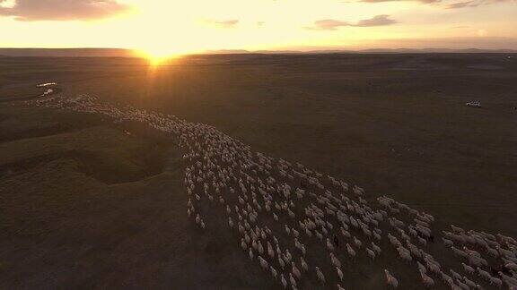 绵羊群