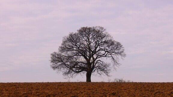 农田里的一棵孤独的树