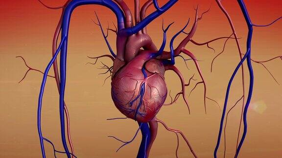 人体心脏模型和血管