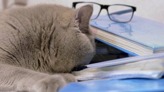 纯种灰色英国猫在桌上的散乱的书上玩笔4K