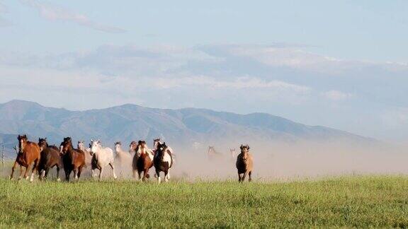 一群马在草原上奔跑