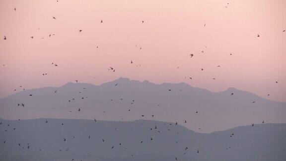 拂晓时一群燕子在飞翔
