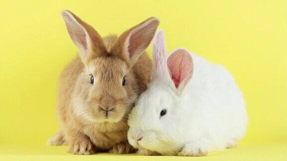 两只毛绒绒的多色兔子坐在柔和的黄色背景和胡萝卜上这是春季假期两个复活节兔子特写