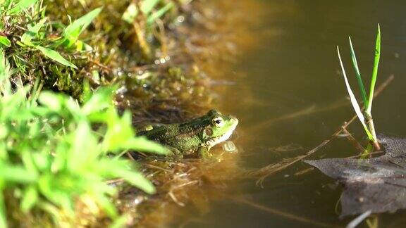 青蛙-河流-自然-野生动物