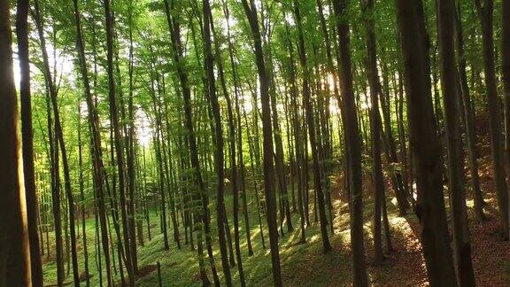 空中的绿色森林后方有阳光直射
