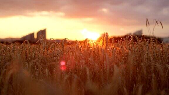 近距离观察:在金色的夕阳下阳光透过麦田里枯黄的麦穗照耀着大地