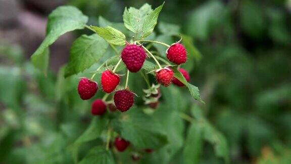 有浆果的树莓丛夏天的树莓丛新鲜的树莓