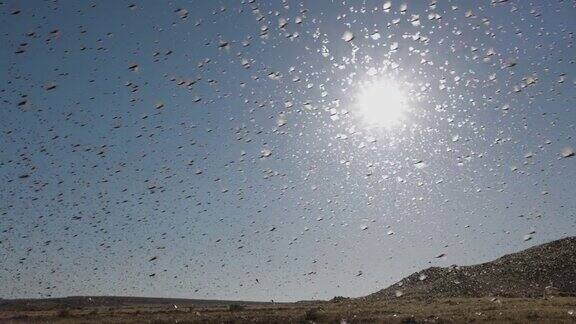 数以百万计的棕色蝗群逆着太阳飞来飞去摧毁了非洲的农作物这与全球变暖气候变化气候紧急状况有关