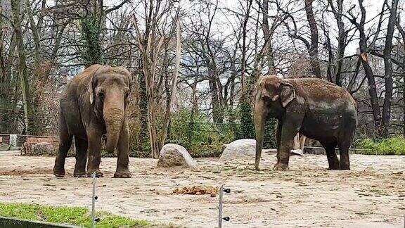 两只沮丧的大象在动物园里吃草感到不安