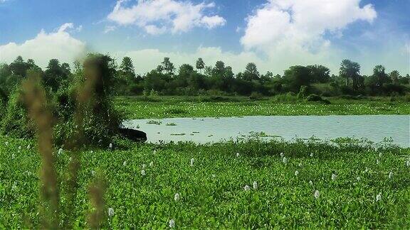 查科湿地自然保护区查科省阿根廷