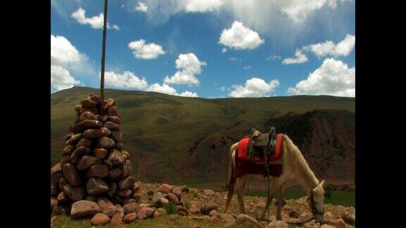 在西藏山区吃草的马