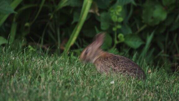 年轻的东方棉尾兔在草坪上吃草