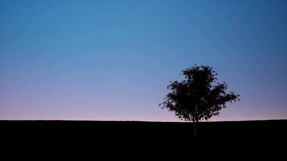 黄昏天空中一棵树的剪影