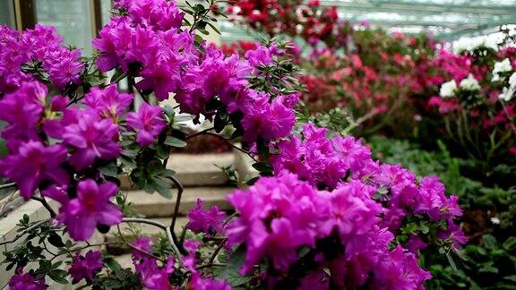 多花墙背景上的温室杜鹃花的紫色下降