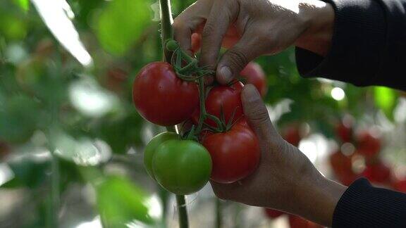 温室里的西红柿