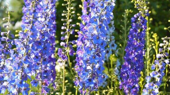 蓝色的花是飞燕草