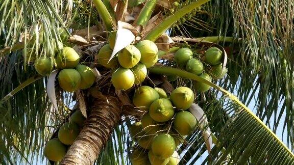 椰子树映衬着蓝天大绿椰子泰国
