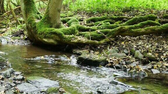 在雨中有树根的小溪Oparno捷克共和国